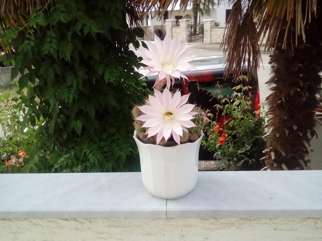 Hrastic Apartment *